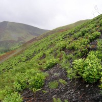 Rhododendron